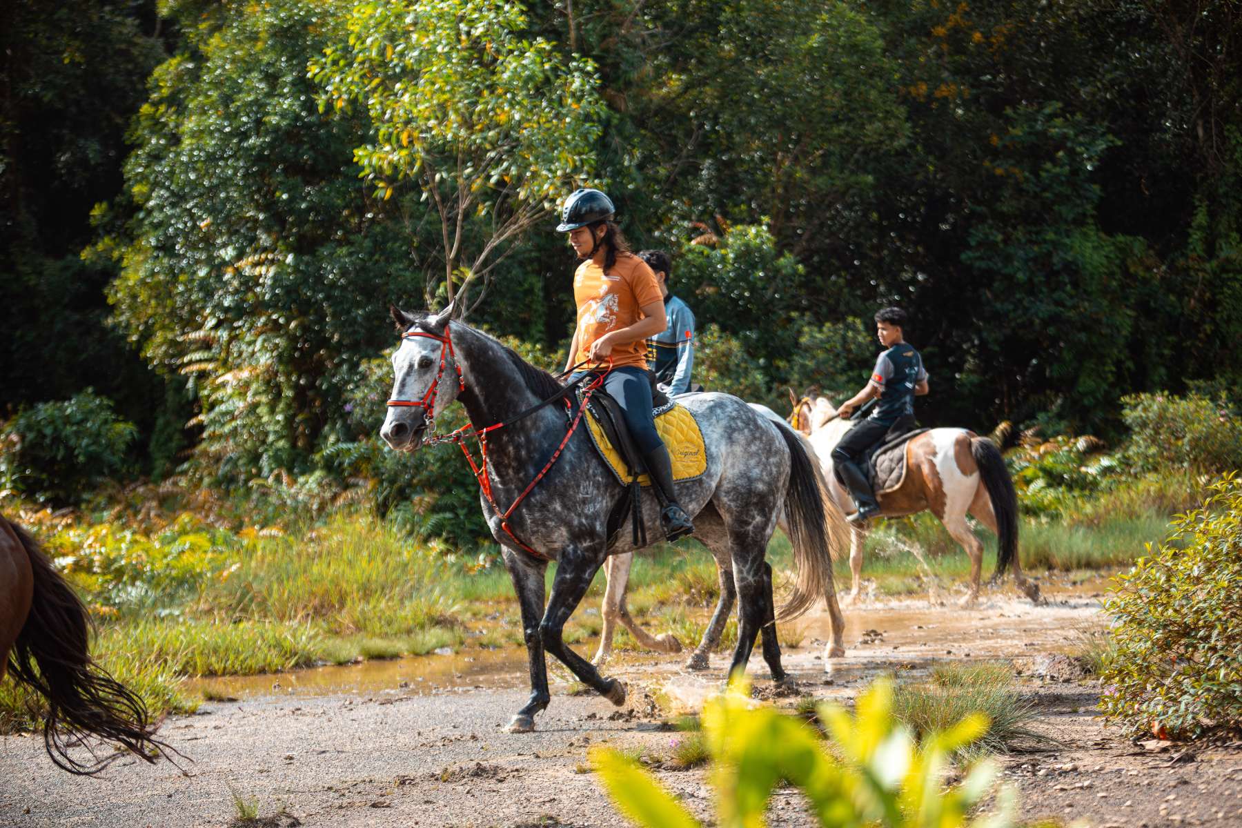 Galeri V2 - High Chaparral Stable 13