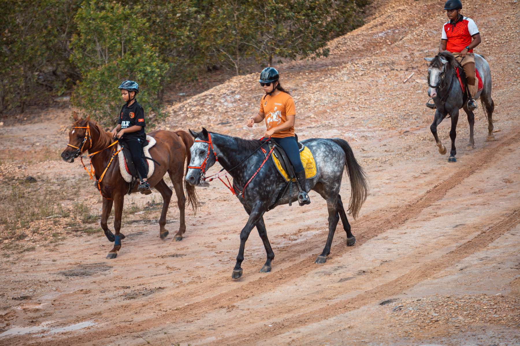 Galeri V2 - High Chaparral Stable 17